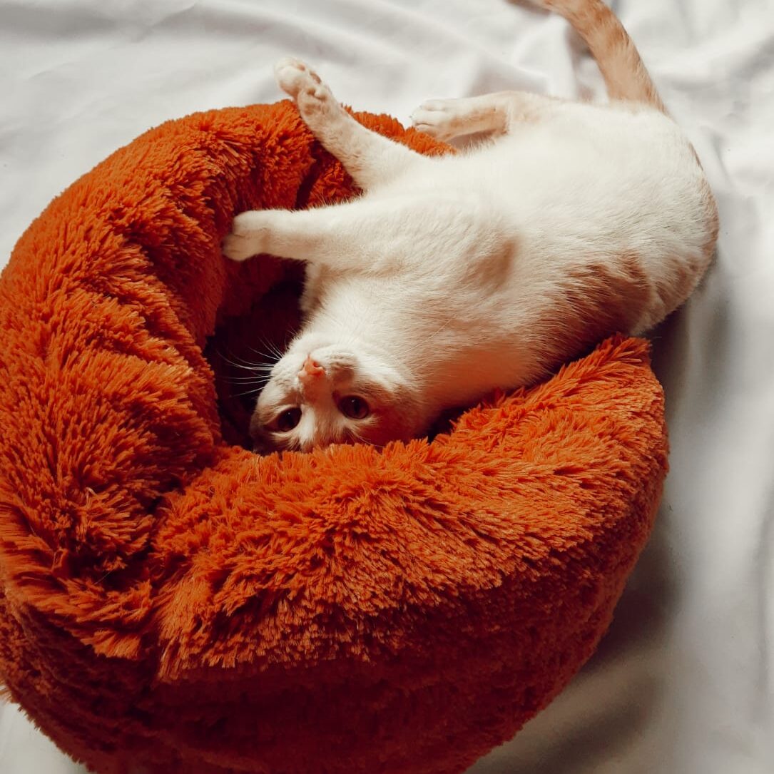 Nido Acolchado para Gatos